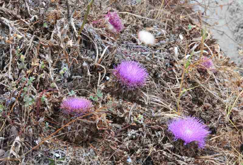 Carlina gummifera